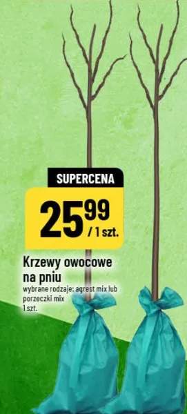 Drzewa owocowe wybrane rodzaje jabłoń, czereśnia, nektarynka, brzos­kwinia, śliwka, gruszka