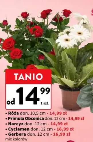 Gerbera mix kolorów