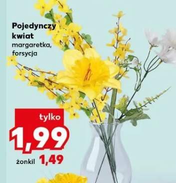 Pojedynczy kwiat margartetka, forsycja