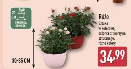 Róże sztuka w kolorowej osłonce z tworzyw sztucznego różne kolory