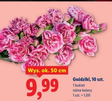 Goździki różne kolory