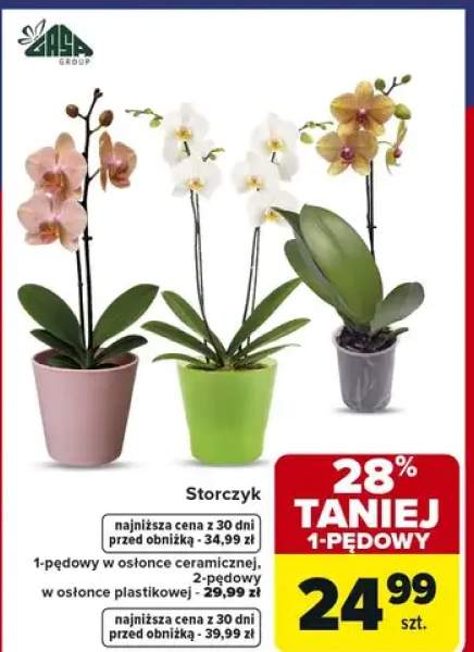 Storczyk 1-pędowy w osłonce ceramicznej, 2-pędowy w osłonce plastikowej