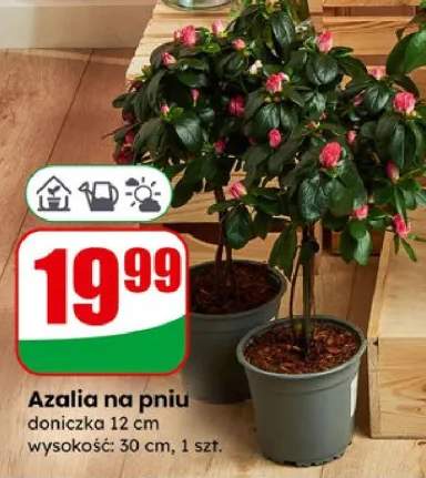 Azalia na pniu