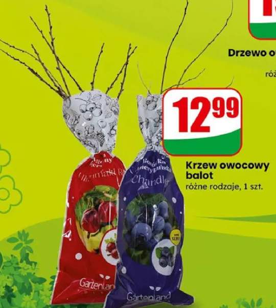 Krzew owocowy balot różne rodzaje