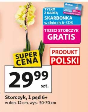 Storczyk 1 pęd 6+