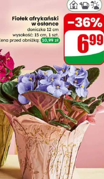 Fiołek afrykański w osłonce