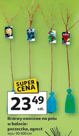 Krzewy owocowe na pniu w balocie: porzeczka, agrest