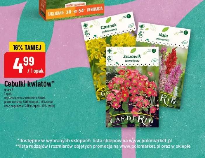 Cebulki kwiatów czosnek, ikeja, szczawik