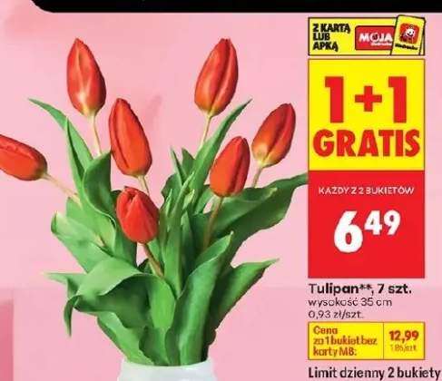 Tulipan 7 szt.