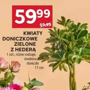 Kwiaty doniczkowe zielone z hederą