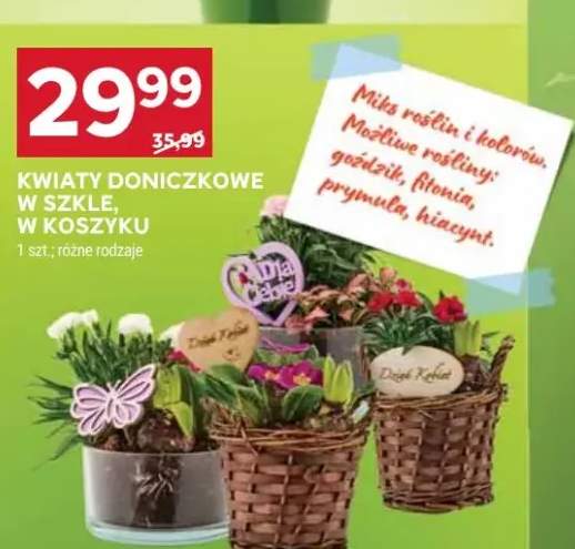 Kwiaty doniczkowe w szkle, w koszyku różne rodzaje
