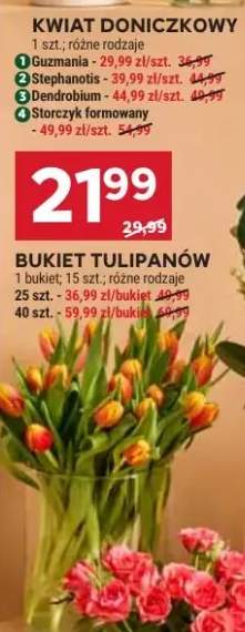 Kwiat doniczkowy Guzmania