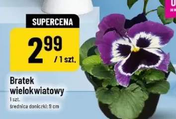 Bratek Bratki wielokwiatowy