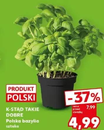 Bazylia polska sztuka