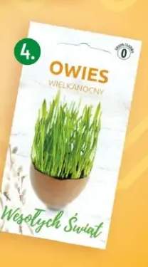 Owies wielkanocny
