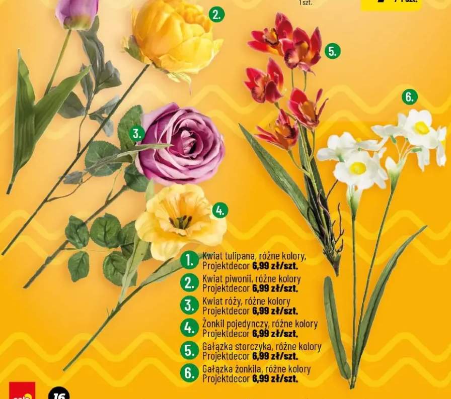 Kwiat tulipana różne kolory