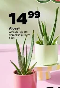 Aloes