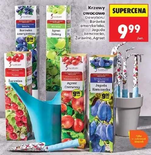 Krzewy owocowe Borówka Amerykańska