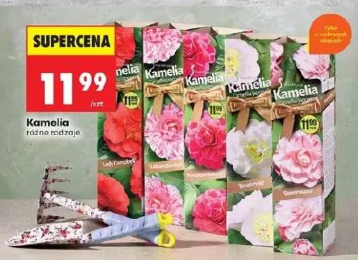 Kamelia różne rodzaje