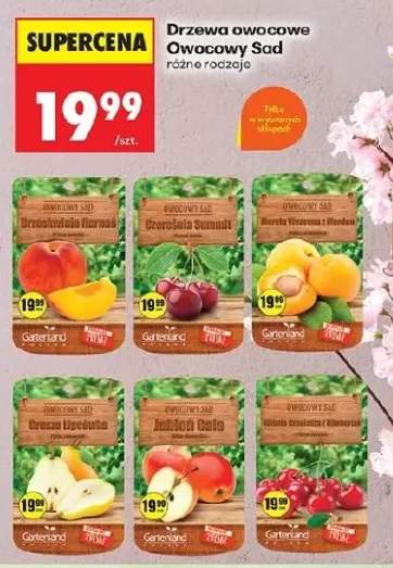 Drzewa owocowe brzoskwinia Harnas