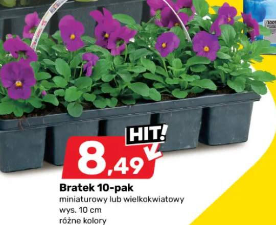 Farba lateksowa Dulux Kolory Świata lub farba akrylowa Dulux Absolute White