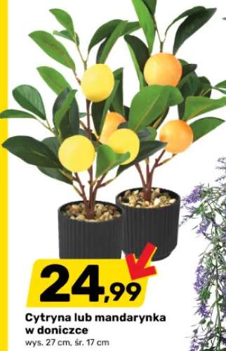 Cytryna lub mandarynka w doniczce