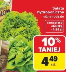 Sałata hydroponiczna różne rodzaje