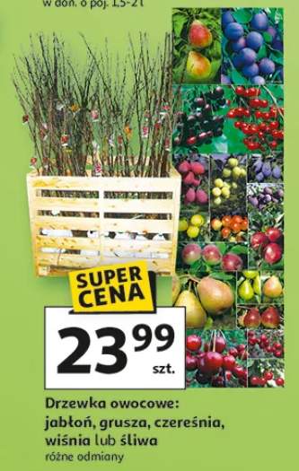 Drzewka owocowe: jabłoń, grusza, czereśnia, wiśnia lub śliwa