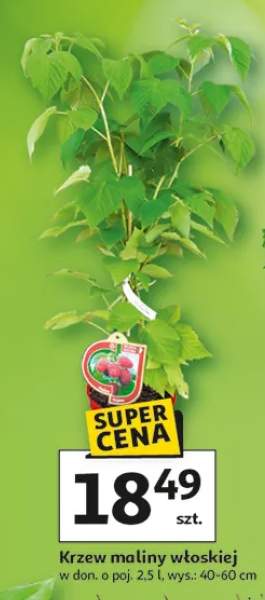 Krzew maliny włoskiej