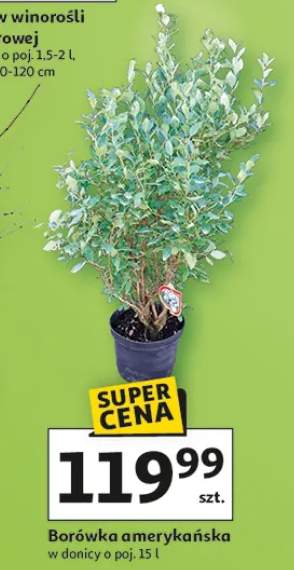 Borówka amerykańska