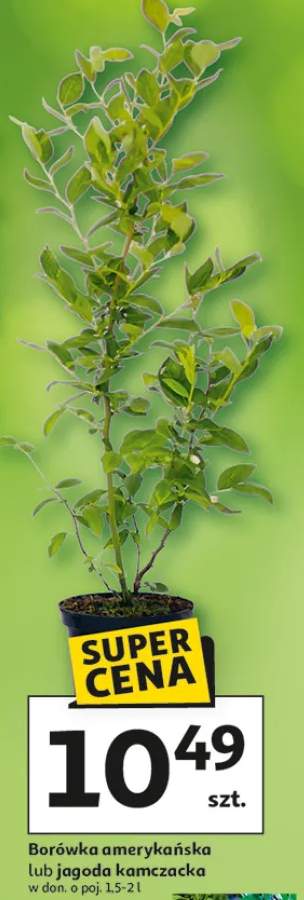 Borówka amerykańska lub jagoda kamczacka