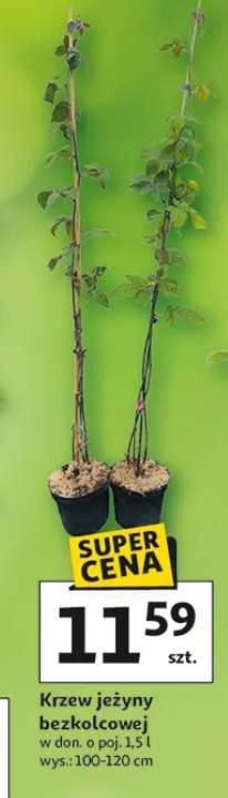 Krzew jeżyny bezkolcowej