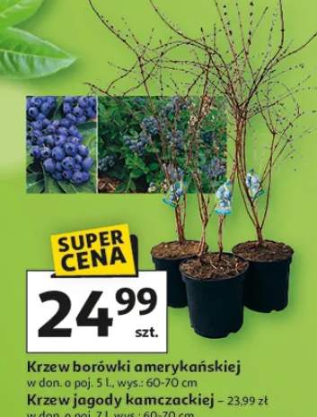Krzew borówki amerykańskiej