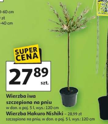 Wierzba Hakuro Nishiki