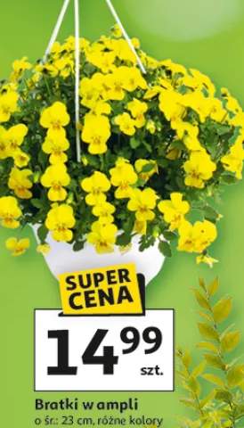 Bratki w ampli, różne kolory