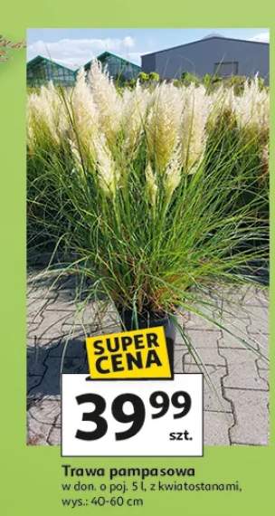 Trawa pampasowa z kwiatostanami