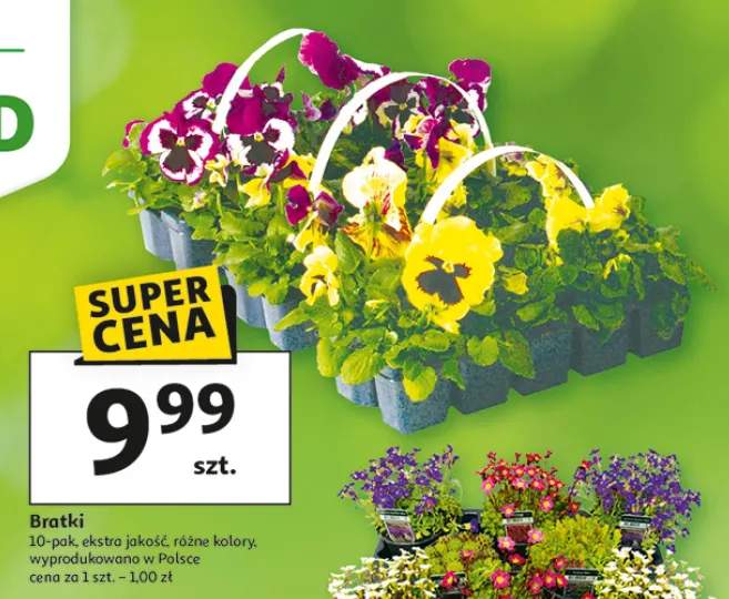 Bratki 10-pak, ekstra jakość, różne kolory