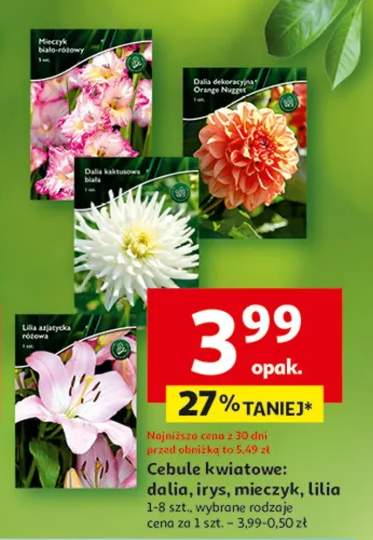 Cebule kwiatowe: dalia, irys, mieczyk, lilia