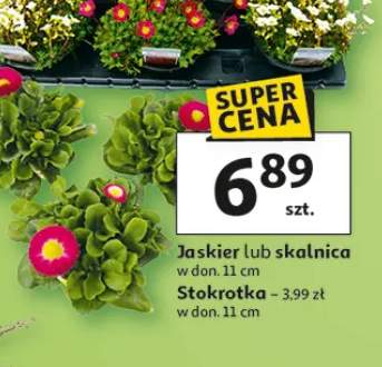 Jaskier lub skalnica w donicy Stokrotka