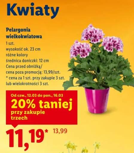 Pelargonia wielokwiatowa