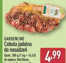 Cebula jadalna do nasadzeń