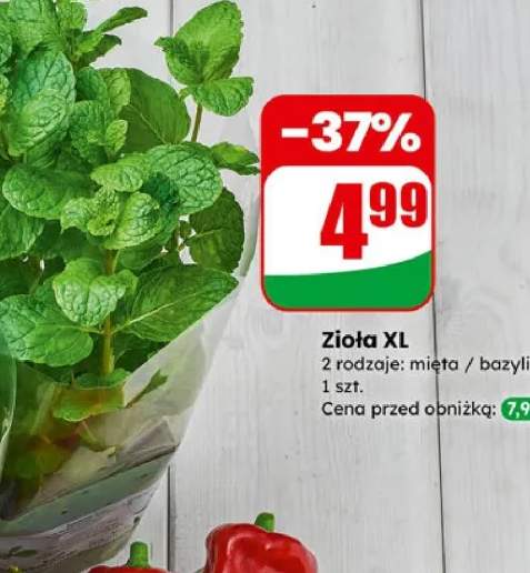 Zioła XL mięta/bazylia