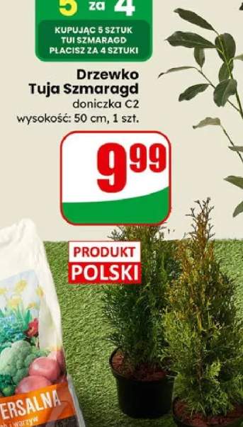 Drzewko Tuja Szmaragd doniczka C2