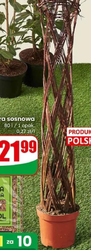 Krzew wierzba pleciona doniczka C5