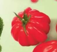 Pomidor bawole serce