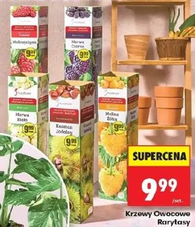 Krzewy owocowe Rarytasy Malinojęzyna