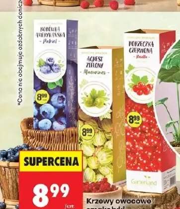 Herbata Borówka Amerykańska Prehned