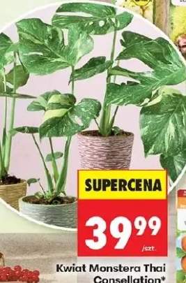 Kwiat Monstera Thai Consellation