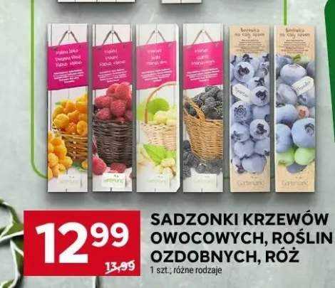 Sadzonki krzewów owocowych, roślin ozdobnych, róż różne rodzaje