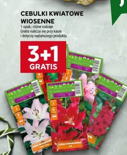 Cebulki kwiatowe wiosenne